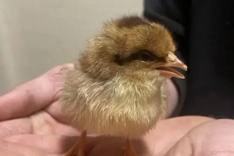 A fluffy baby chick held in someone's hand