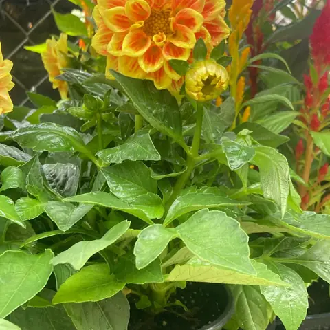 An orange and yellow dahlia in bloom