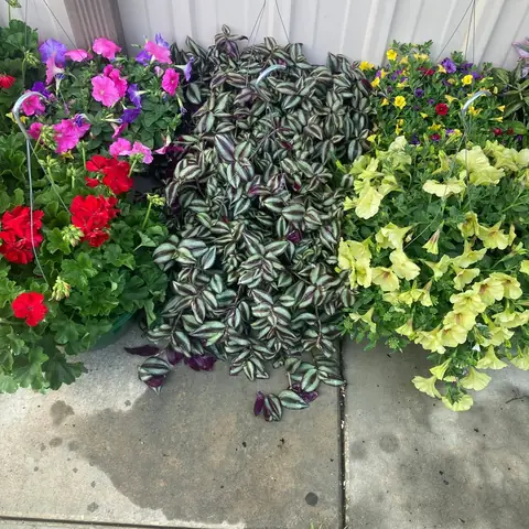 Hanging baskets of petunias and wandering jew