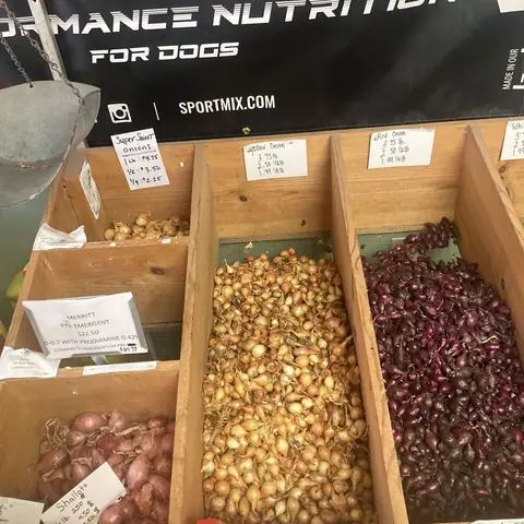Wooden bins of red and yellow onion sets