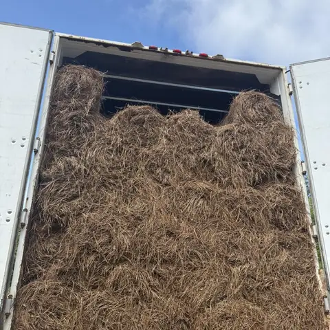 A trailer packed full of pine straw bales